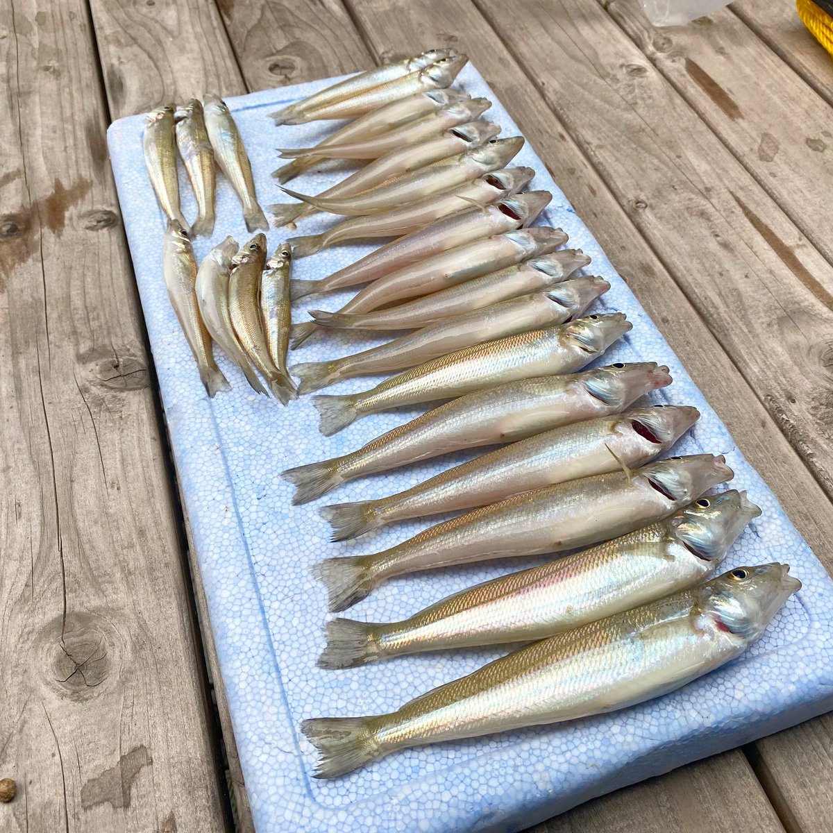 マリーナ河芸club 今が旬 キス 二見での釣果です キス釣りは 初心者の方でもお楽しみいただけます 天ぷらや唐揚げ お刺身にして食べると美味しいです マリーナ河芸 三重フォルニア マリーナ 三重県 釣り キス釣り 釣果 キス