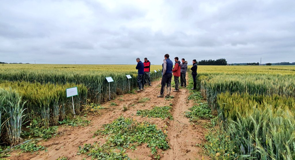 agri_zoom's tweet photo. Après #openfield21, visite avec le groupe ExploR de @NatUp_groupe de la plateforme d'essai : blé dur, blé améliorant, mais grain, #protéagineux : féveroles, lupins, haricots
#proteines #diversification #FrAgTw https://t.co/9OyiYGeTTq