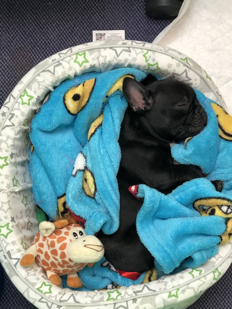 Quiero mucho a mi toto😍