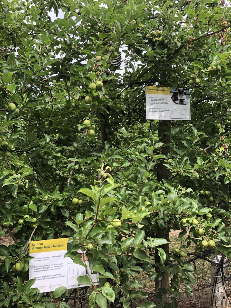 CultivonsDemain's tweet photo. Que mesurent les différents capteurs ?
✅ La température et l’humidité de l’air
✅ L’état hydrique du sol et la pluviométrie
✅ L’état de la culture
✅ Le rayonnement incident
✅ La vitesse du vent https://t.co/S8c0DSRtSt