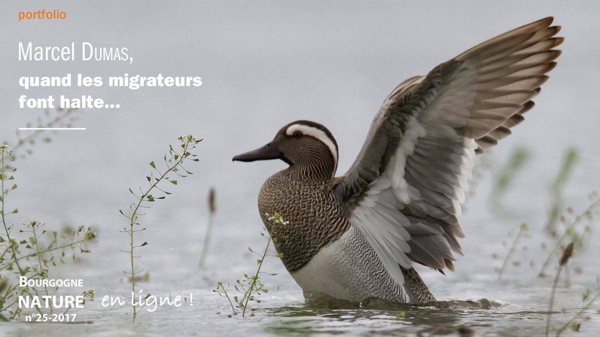 BFCNature's tweet photo. (re)Découvrez les magnifiques #oiseaux 🐦des bords de #Loire avec Marcel Dumas ! Un portfolio 📷 de la revue scientifique n°25 disponible en ligne 👉https://t.co/lbEwRYRdAt
#jeudiphoto #AOMSL #BFCNATURE #biodiversiteBFC https://t.co/fhGEBfa3Po
