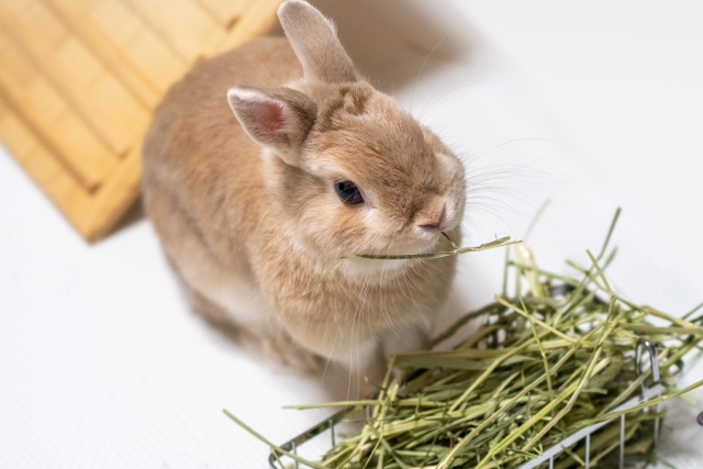 うさぎ専門店ラビットリンク うっ滞の原因の一つは繊維不足 人間も便秘になりますが うさぎさんが便秘になったら一大事 常に腸を動かしていないと生きていけません 繊維質といえば牧草 いつでも食べられるように 新鮮な牧草を複数種類置いておくのが うさぎ専門店ラビットリンク うっ滞の原因の一つは繊維不足 人間も便秘になりますが うさぎさんが便秘になったら一大事 常に腸を動かしていないと生きていけません 繊維質といえば牧草 いつでも食べられるように 新鮮な牧草を複数種類置いておくのが