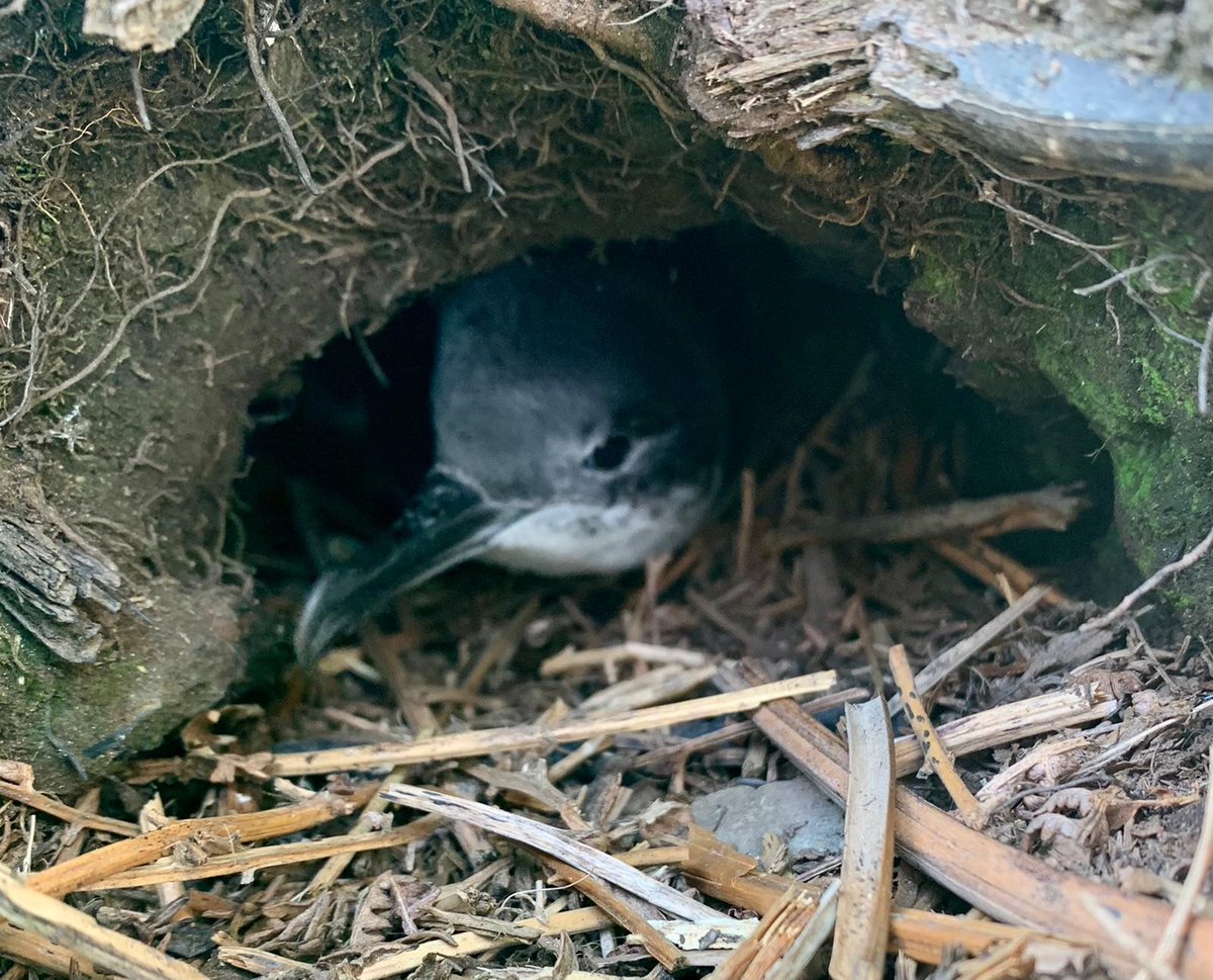 Calf of Man Bird Observatory (@calfobs) on Twitter photo Great to catch a 19-year old #ManxShearwater control from <a href="/CopelandBirdObs/">Copeland Bird Obs.</a>. This bird originally ringed as a fledgling in Sep 2002, was previously recorded here in 2007 and again last night. It is likely that this is one of the early birds that helped to recolonise the Calf. Great to catch a 19-year old #ManxShearwater control from <a href="/CopelandBirdObs/">Copeland Bird Obs.</a>. This bird originally ringed as a fledgling in Sep 2002, was previously recorded here in 2007 and again last night. It is likely that this is one of the early birds that helped to recolonise the Calf.