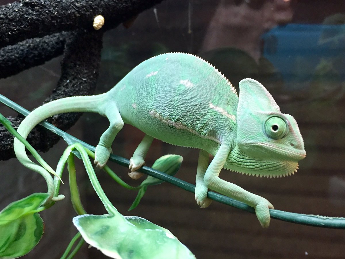 エボシカメレオン】 ちょうどポーズを決めていたところをパチリ