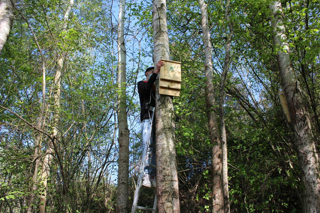 Adenc1982's tweet photo. #MilloremElBosc #SerraDeGalliners Hem realitzat diferents accions de conservació i millora del bosc de Serra de Galliners amb els alumnes de 3r del IES Egara de #Terrassa: neteja de residus, construcció i instal·lació de caixes per ratpenats. https://t.co/yQpNbkfYvw https://t.co/MgdoesGale