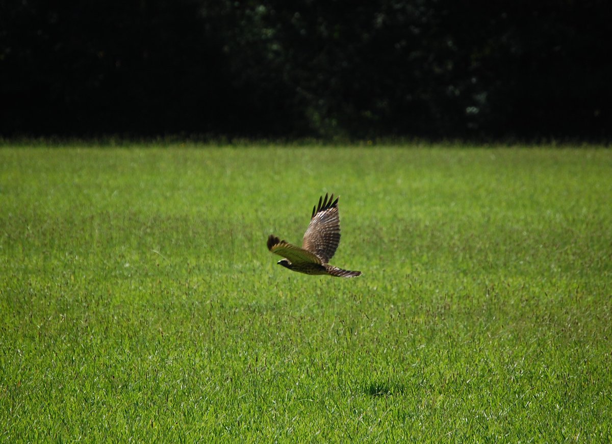 The <a href="/TalkRadioWLAQ/">WLAQ - Rome</a> Hawks have officially predicted a Game 1 victory for the Atlanta Hawks in the Eastern Conference finals tonight.  #BelieveAtlanta