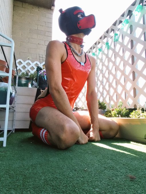 1 pic. Gooooood morning! 
#goodmorningpup #GoodMorningTwitterWorld #gaygoodmorning #gaypup #puppyplay