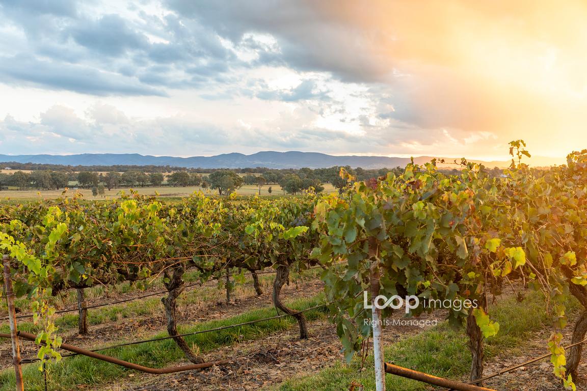 Vineyard at sunset in the Mudgee wine region of New South Wales in Australia #martinberry #mudgee #newsouthwales #vineyard #wine #winery #Australia #grapes #growing #production #viticulture #alcohol #booze #vines #sunshine #region #climate