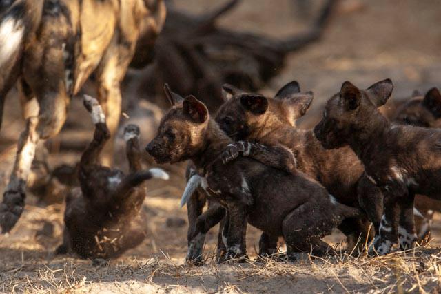 Wild dog pups just spotted at Chitabe, <a href="/WeAreWilderness/">Wilderness</a>.

Chitabe just so happens to have 21 individual leopards recently recorded, plus a den of wild dog pups in the area - meaning the next few months are going to offer some incredible sightings bit.ly/3xR5fGN