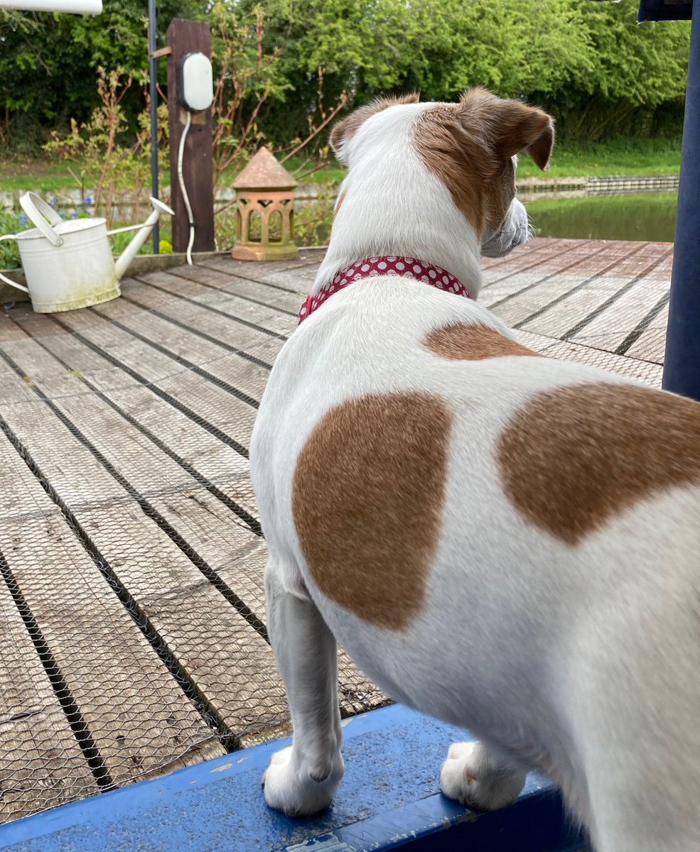 ChicoChugg's tweet photo. Hey Jan come here...a boats coming along the canal. #dogs #jackrussellterrier #kidsbooks #kidstv #families #storiesaboutdogs#storiesaboutdogsandpeople #softtoydogs #dogthemedgifts#christmaskidsgifts #dogsandtheirfamilies #funstoriesforkids #jackrussells#songsaboutdogs #filmsabout https://t.co/bzEAvuncOW