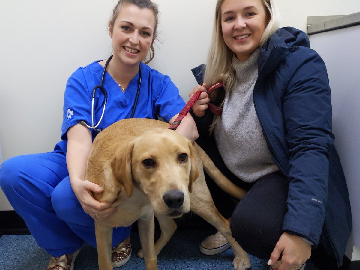 PetsFactor's tweet photo. MEET BARNEY! ๐ถ
This handsome hound likes nothing more than sneaky snacking in the kitchen cupboards, but on Sundayโs episode, he finds heโs bitten off more than he can chew ๐คฎ๐ถ
#thepetsfactor https://t.co/KQ9TdnWU9w