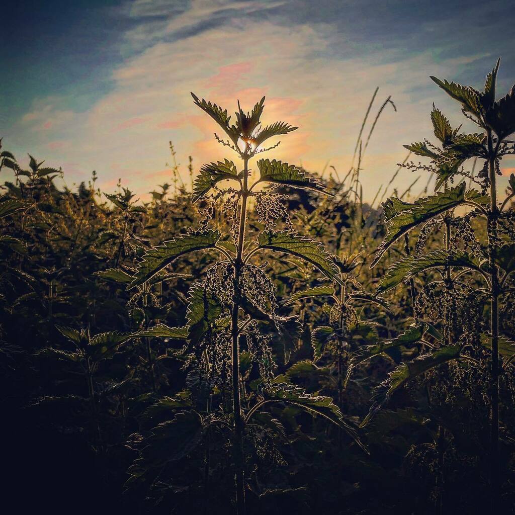 psmorrison's tweet photo. Morning Light
#bringbackborders #goldenhour #goldenratio #iphone12pro #landscape #magichour #nature #ruleofthirds #shotoniphone #sunrise https://t.co/bH082aGIhc https://t.co/sFpo6KELth