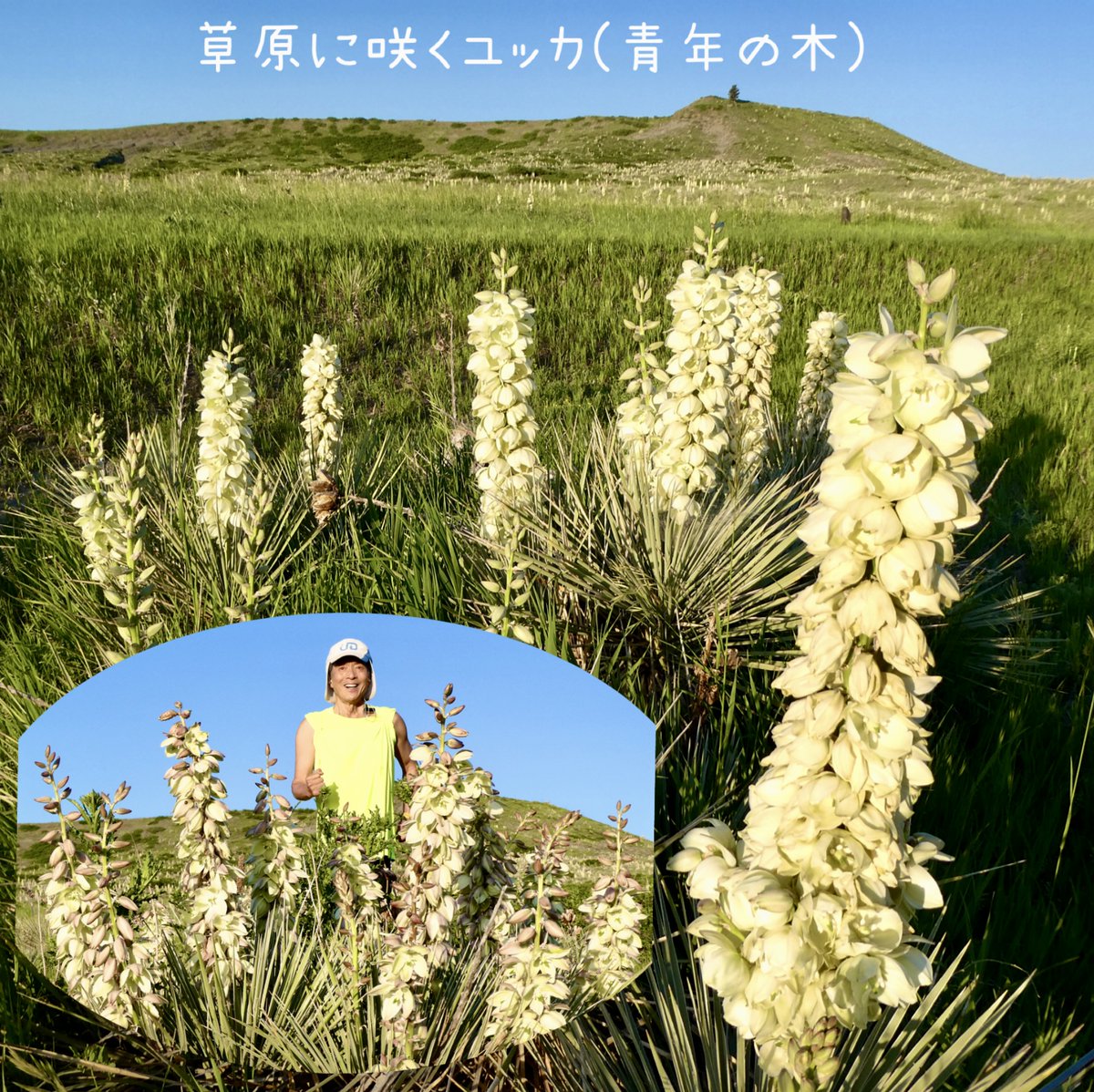 ট ইট র パンタ笛吹 朝ランするトレイルは いま ユッカの花ざかり 青年の木とも呼ばれ 花言葉は 颯爽 ট ইট র パンタ笛吹 朝ランするトレイルは いま ユッカの花ざかり 青年の木とも呼ばれ 花言葉は 颯爽