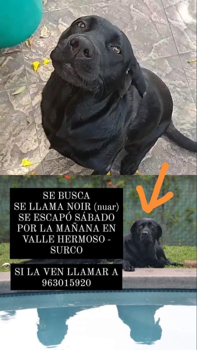 Patitas_Lima's tweet photo. @Paola310 @vanessasaba75 @rescate_sos @Melissita1204 POR FAVOR DIFUNDIR!!! NUAR SE PERDIÓ EN SURCO. SINLA VEN LLAMAR AL 963015920 https://t.co/vD0nNpyrXn