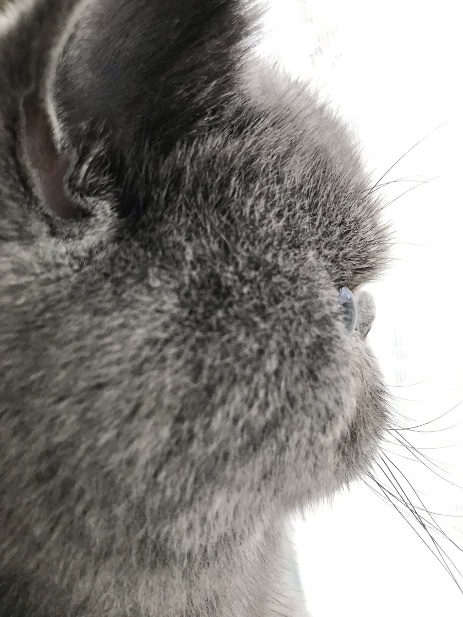 ねこったー Necotter