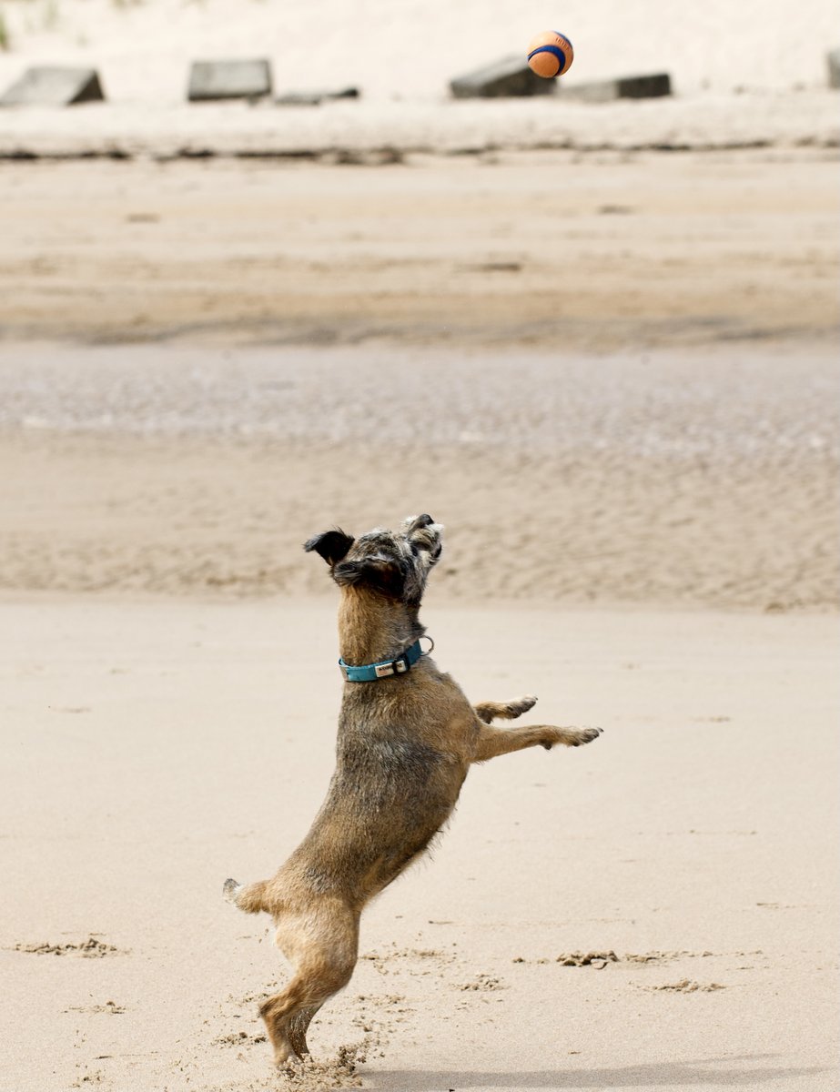 georgemollyfinn's tweet photo. #BTPosse #borderterrier #ponytrap A day out at Druridge bay for us. Just home and in need of some feet up time. https://t.co/qzzEjpHUQ2