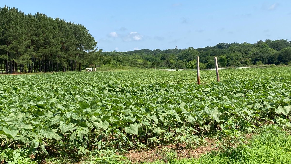 Dix Park (@dixpark) on Twitter photo Sunflower Update 6/23: The #DixParkSunflowers are growing strong 🌱 Our sunflower specialists think we are on track for a mid-July bloom. 🌻 Follow along with weekly updates on Wednesdays & at dixpark.org/sunflowers
<a href="/raleighparks/">Raleigh Parks</a> | <a href="/Raleigh_Water/">Raleigh Water</a> | <a href="/RaleighGov/">City of Raleigh</a>
#CityOfSunflowers Sunflower Update 6/23: The #DixParkSunflowers are growing strong 🌱 Our sunflower specialists think we are on track for a mid-July bloom. 🌻 Follow along with weekly updates on Wednesdays & at dixpark.org/sunflowers
<a href="/raleighparks/">Raleigh Parks</a> | <a href="/Raleigh_Water/">Raleigh Water</a> | <a href="/RaleighGov/">City of Raleigh</a>
#CityOfSunflowers