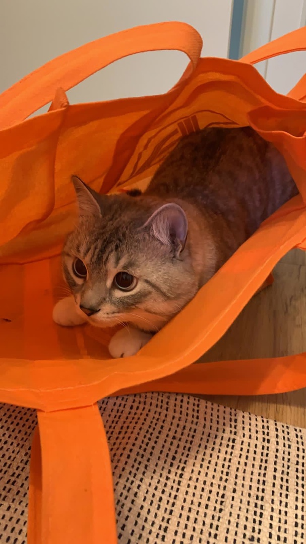 Slava "Astra" Romanov (@kitten_astra) on Twitter photo 