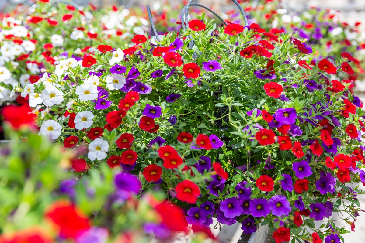 MetrolinaGHS's tweet photo. While prepping for your July 4th gatherings, don't forget the plants! This is our last ship week for Red, White, and Blue items and they are stunning!
 #july4 #beautyeverywhere https://t.co/1QHAY85w8r