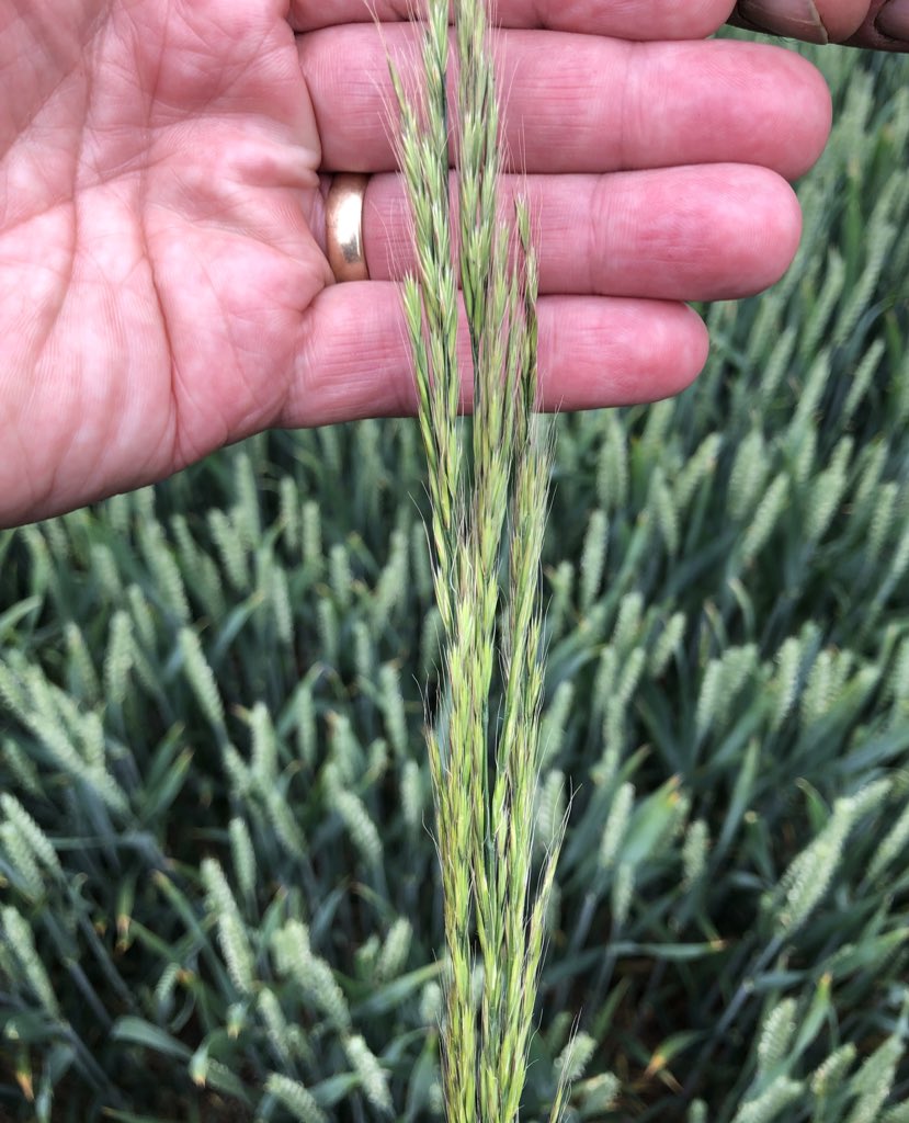 Rat's-tail fescue (Vulpia myuros) an invasive species if it gets a start! Time to rogue!