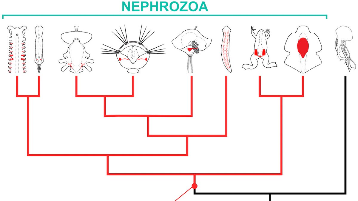 L_Gasiorowski's tweet photo. If anyone is curious why we believe that animals peed for hundreds of millions of years using the same molecular "ultrafilter", please feel free to check it out in our new paper!

with @Hejnol_Lab @lab_lowe @grahbudd @carmenandrikou @paul_bump RalfJanssen

https://t.co/gSxqOjPmpK https://t.co/4O4ghS6dVn
