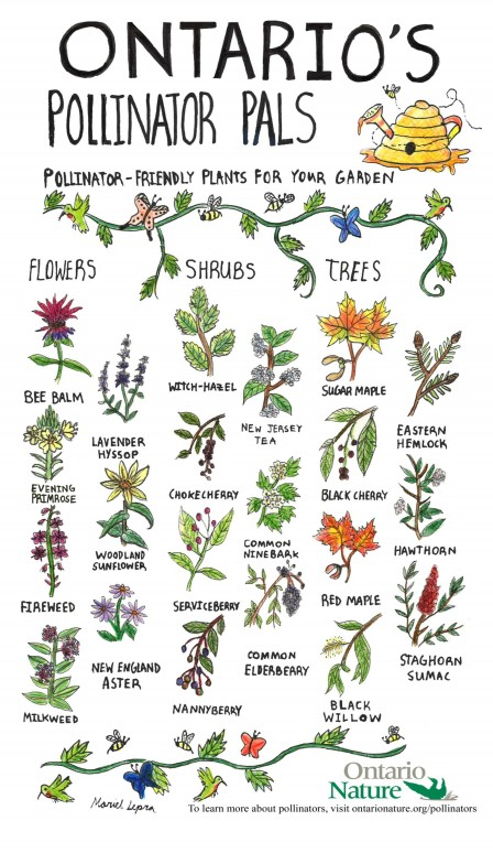 stclairregionca's tweet photo. It's #PollinatorWeek2021 There are many native plants, shrubs &amp; trees you can plant to increase #biodiversity on your property. Over 30% (or every 1 in 3 bites) of our food is a direct result of #pollinators! https://t.co/TOg4qwoIkt