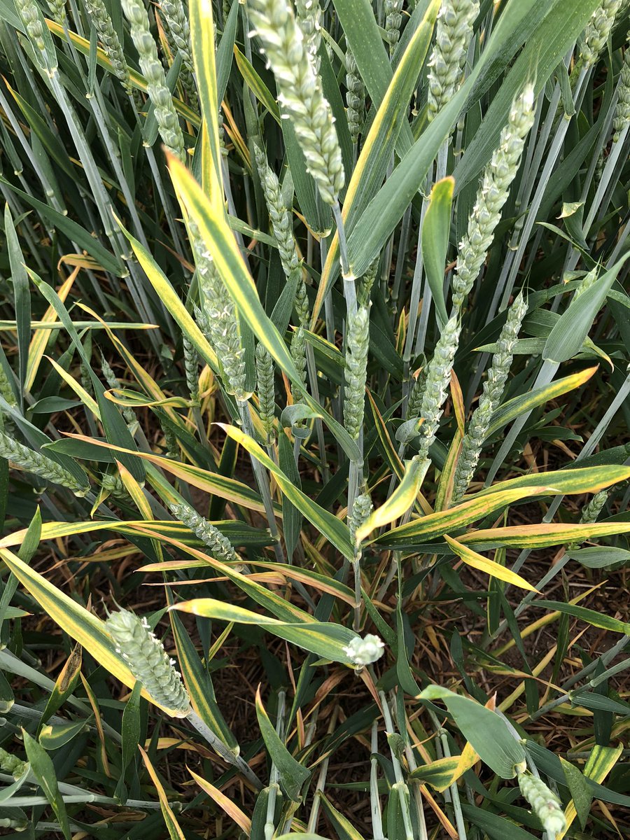 Yellow (chlorotic) stripes in leaves of winter wheat caused by Cephalosporium leaf stripe. A leaf may have 1-3 stripes. Initially, stripes are yellow but develop brown (necrotic) stripes characteristically extending down the leaf blade &amp; the leaf sheath. 2nd WW direct drilled.