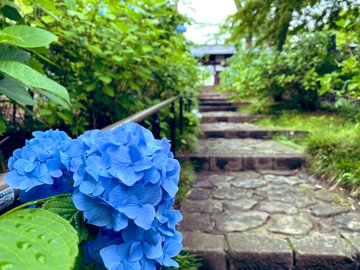 資福寺の紫陽花の22年見頃や開花状況は アクセスや駐車場は そらいろ 日本が魅せる多彩な表情