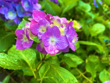 資福寺の紫陽花の22年見頃や開花状況は アクセスや駐車場は そらいろ 日本が魅せる多彩な表情