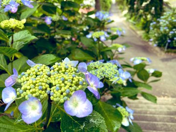 資福寺の紫陽花の22年見頃や開花状況は アクセスや駐車場は そらいろ 日本が魅せる多彩な表情