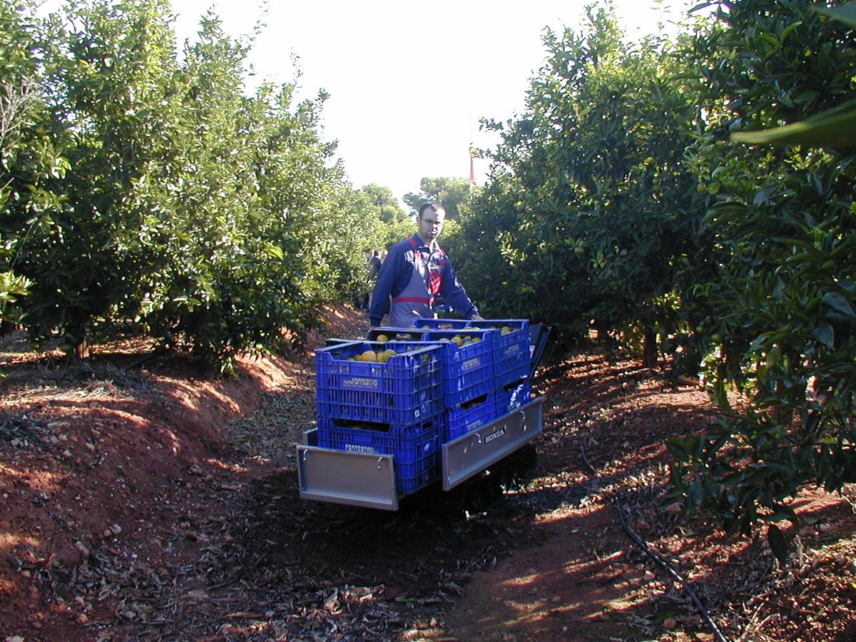 🍊🍋'Avances tecnológicos para la modernización y la #sostenibilidad en la producción de #cítricos'

¿No pudiste asistir al #webinar del #ProyectoCITRUSTECH del pasado #17Junio?

👉👉Aquí te dejamos un resumen de todo lo que ocurrió en el evento: citrustech.es/resumen-del-ta…