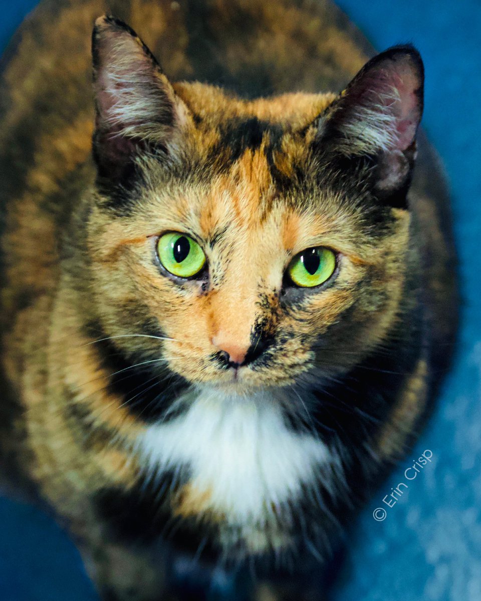 AbandonedPetRes's tweet photo. Do you work from home and miss the judgmental stare of a disapproving boss? Want someone to tell you what to do? If you answered yes, Marigold is the cat for you. We feel she would be a loving cat as an only pet but she forced us to say that.😸Adopt @ https://t.co/8AE9D0tvnj https://t.co/f9ghaap8eo