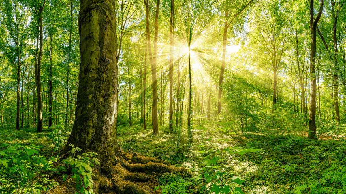 💚"Una simple semilla bien plantada puede crear un gran bosque"

¿Cuándo ha sido la última vez que habéis contemplado la #naturaleza con serenidad, con la mente en el momento presente? Es una experiencia sanadora. Os leo en comentarios

#mindfulness #espiritualidad