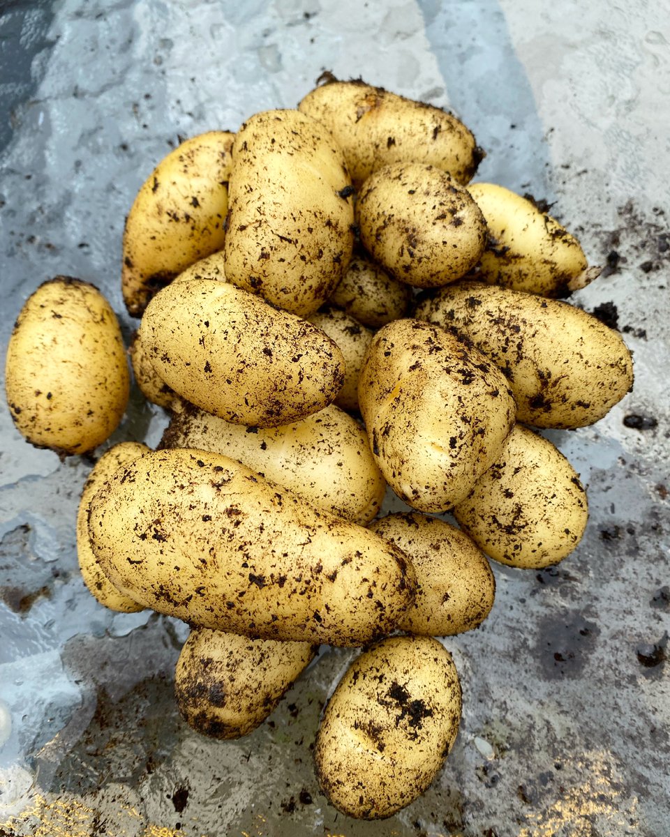 missNKH's tweet photo. I grew my own Nicola variety potatoes when I thought it all went wrong! Delighted! #growyourown #lockdownhobbies https://t.co/5yhsIUmi5w