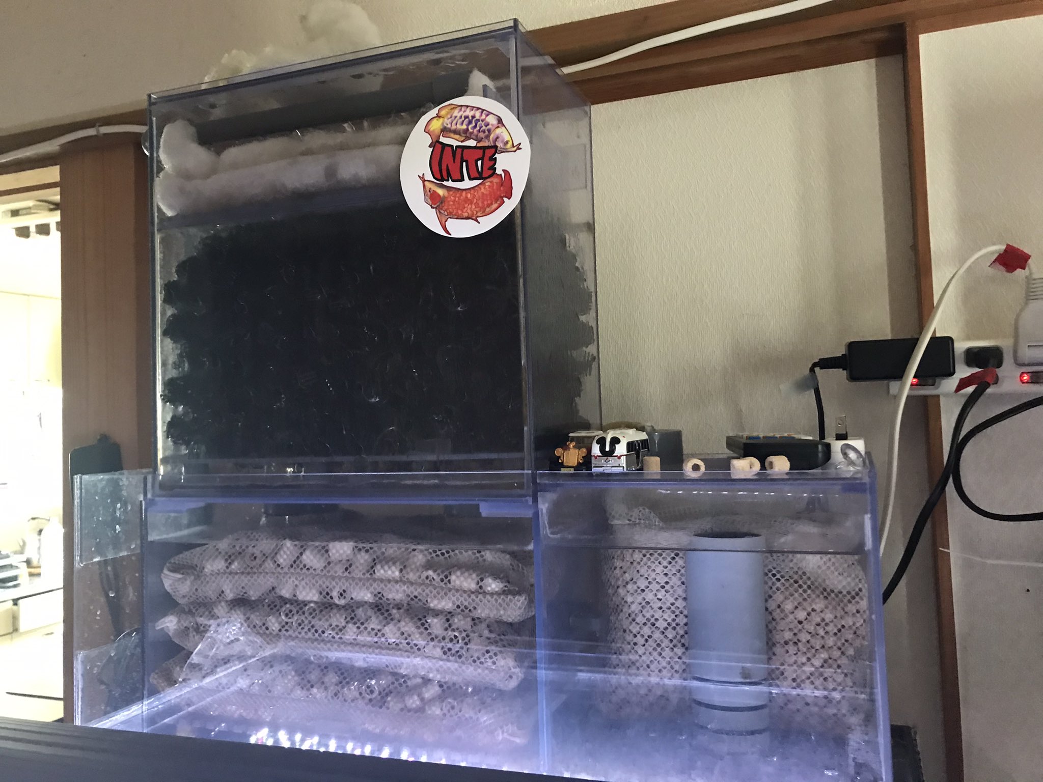 ねぎちゃん@アクアリウムあるある on X: 