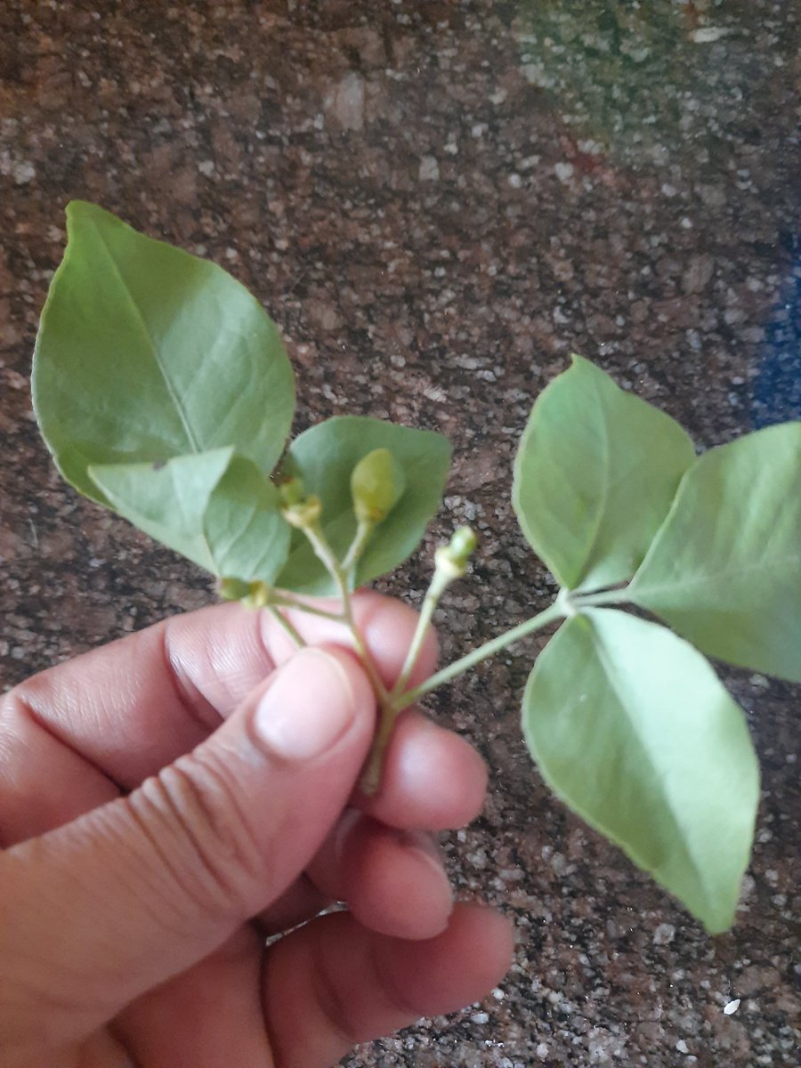 SujuS72's tweet photo. 💖💖💖 Bel-patra with small Bel fruits attached... I hope this augers Good Luck (at least Panditji told me so) 🙏🌹😊
Namaami Shamishaan Nirvaana Roopam🚩🕉🚩🕉
Vibhum Vyaapakam Brahma Vedah Swaroopam 🚩🕉🚩🕉 https://t.co/AKyZpBz7Kc