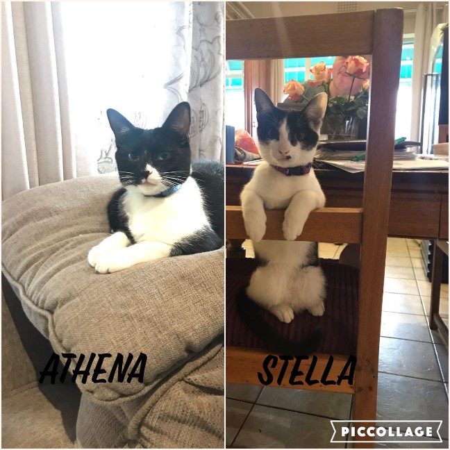 #LEAPS (@helpingthepaw) on Twitter photo These 2 beauties, Athena and Stella are STILL awaiting their forever homes 😔
Both have been socialized with dogs and are unlikely to freak out around them. 🐾
Please help to get Stella and Athena adopted ... contact Bronwyn on 0722837521 or bronwyn@leaps.co.za
PLEASE SHARE !!! These 2 beauties, Athena and Stella are STILL awaiting their forever homes 😔
Both have been socialized with dogs and are unlikely to freak out around them. 🐾
Please help to get Stella and Athena adopted ... contact Bronwyn on 0722837521 or bronwyn@leaps.co.za
PLEASE SHARE !!!