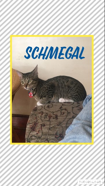 #LEAPS (@helpingthepaw) on Twitter photo I am Schmegal & SO ready to go to a forever home! I am about 7months old, super outgoing & love to snuggle with everyone I meet. I love the outdoors too, so a safe garden would really be ideal for me to play around in. Please contact Bronwyn on 0722837521 or bronwyn@leaps.co.za. I am Schmegal & SO ready to go to a forever home! I am about 7months old, super outgoing & love to snuggle with everyone I meet. I love the outdoors too, so a safe garden would really be ideal for me to play around in. Please contact Bronwyn on 0722837521 or bronwyn@leaps.co.za.