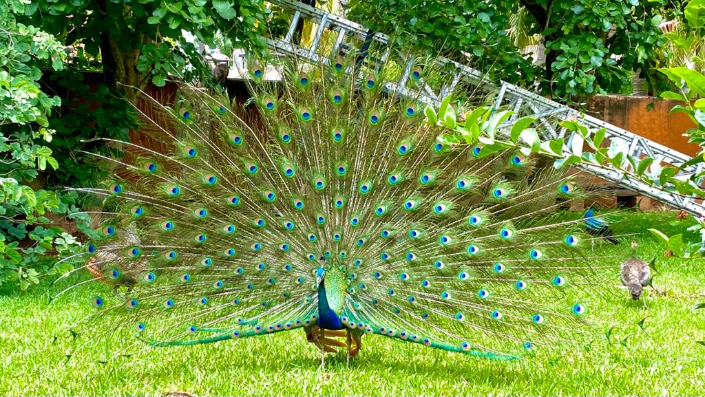 SadhguruTamil's tweet photo. #PicOfTheDay #IshaYogaCenter https://t.co/GwM8QZcxEp