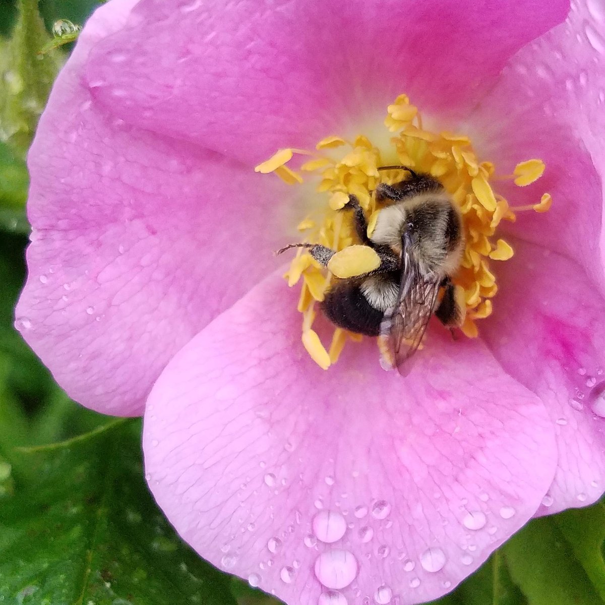 NRCS_MA's tweet photo. A bee-less future would sting us all. The decline of bees and other pollinator populations threatens our global food security. To learn why, see https://t.co/gFTjmSp024 @FarmersGov Photo credit: Rose Schwartz of the NRCS Greenfield MA field office. #PolinatorWeek https://t.co/8AeaySQRBj