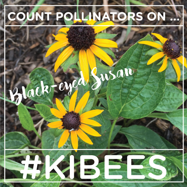 kibiorg's tweet photo. Where can you find butterflies and bees to count? A clump of black-eyed Susans! Grab your count sheet or join our iNaturalist group at https://t.co/G4YRjURyZc. Then share what you see with @kibiorg and #KIBees! 🌸 🐝 https://t.co/B3XGPziaN3