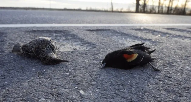LiberaONG's tweet photo. ¡NO A LA PIROTECNIA!

La #pirotecnia mata y maltrata a miles de animales y personas. Si la usas, eres cómplice de sus consecuencias. 

#NoALaPirotecnia 
#Petardos #SantJuan https://t.co/SuHajeTu2p