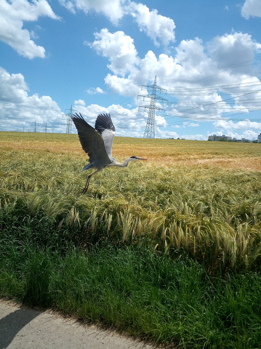 Wem man so begegnet, wenn man mit dem Fahrrad unterwegs ist. 
#mdrza
ID 407782