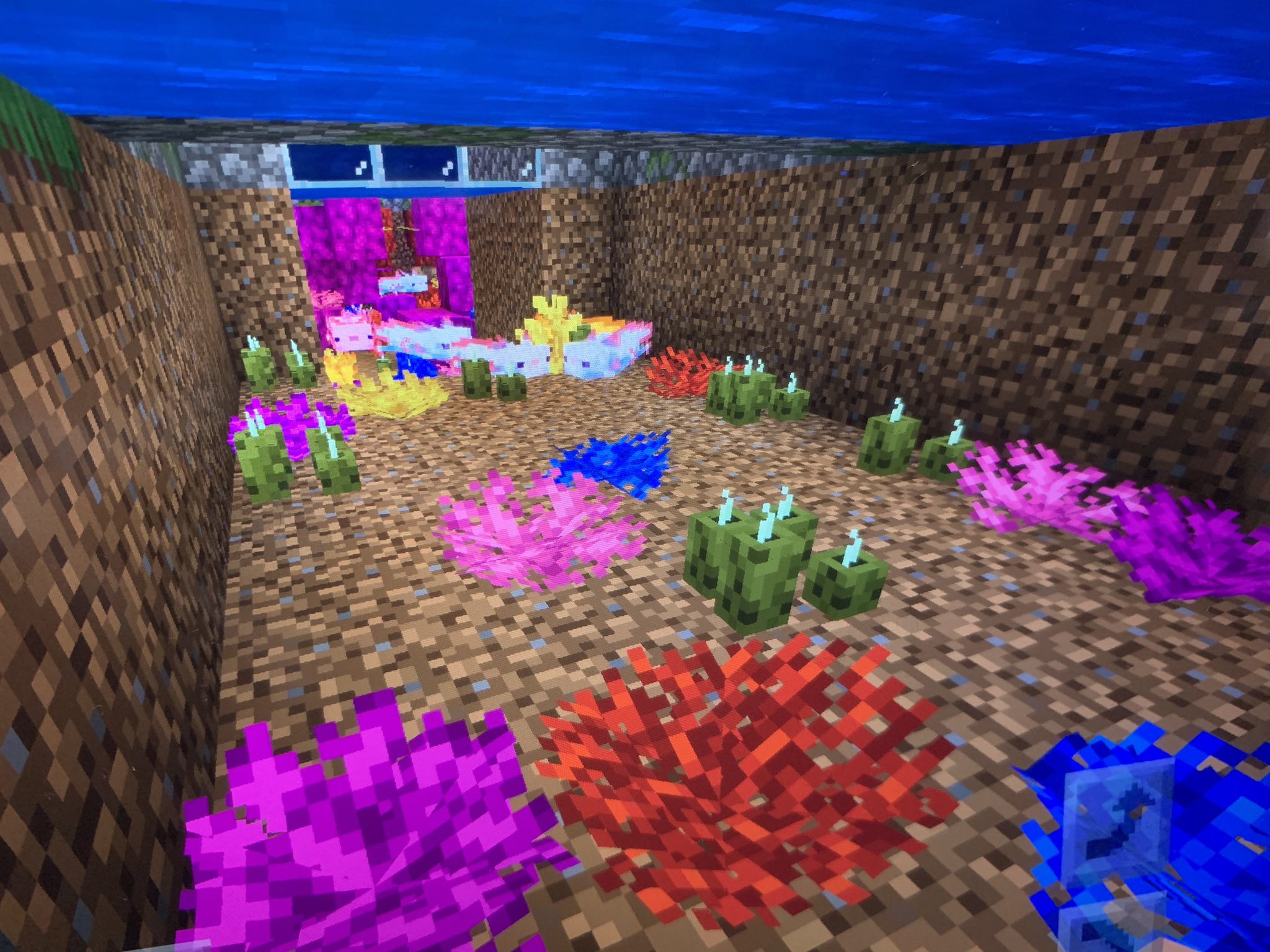 ちょく マイクラ統合版 新登場した ウーパールーパー 拠点に池作って 放し飼い 繁殖 連れてきたのは７匹くらい 増やしすぎたかも 連れてきた順に 水色 金色 茶色 ピンク色 左から作り始めて もう３つ 調べたら 確率低っ 青色 見つかるのか