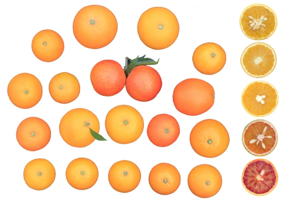 New Article: "Somatic variations led to the selection of acidic and acidless orange cultivars" rdcu.be/cm3UH

Improved reference genome of sweet orange + new genomes of somatic mutants = insights on the diversification history + candidate genes for taste and flavour.