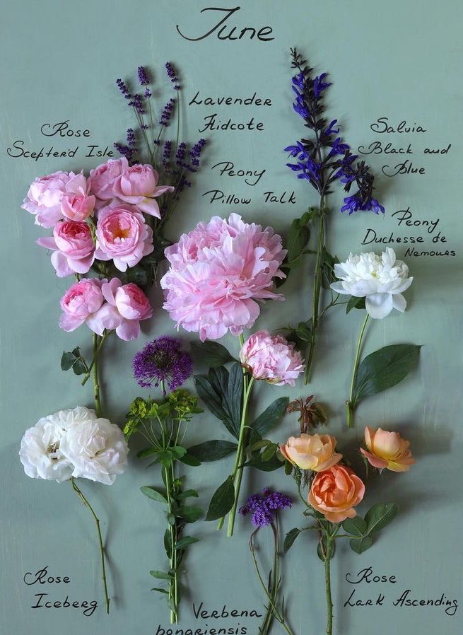 ciceklendirdik's tweet photo. Haziran - Temmuz - Ağustos ayları için çiçek takvimi 🌸 https://t.co/2Hl71xVn4I