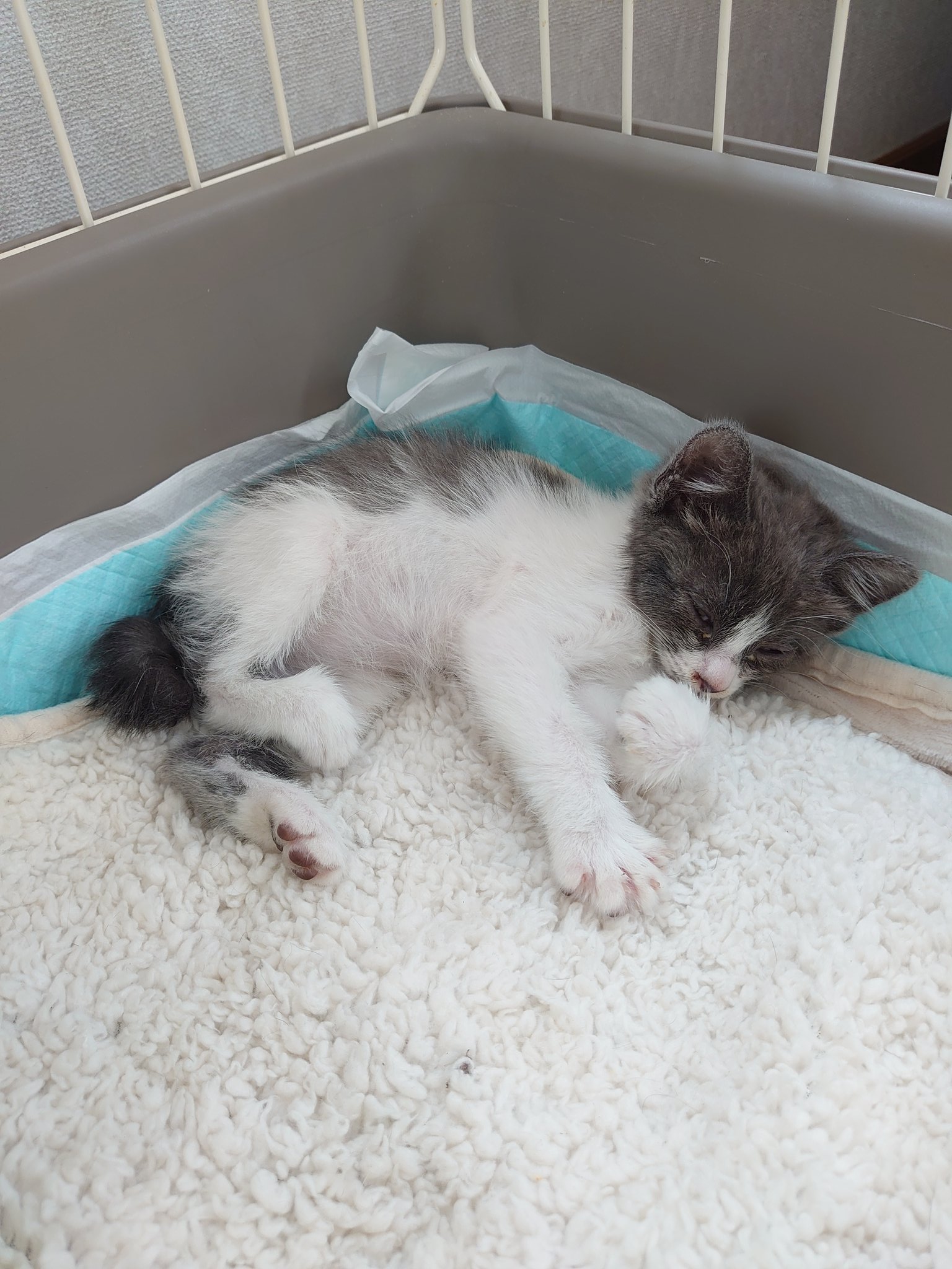 キャットファースト三島 昨日の夜 近くの空き地から子猫の鳴き声が 見に行くと 目も鼻もぐじゅぐじゅの子が1匹で懸命に鳴いていました 母猫がいる様子もなく状態も悪いので急遽保護し 朝一で病院に 今はケージの中でゆったり過ごしています