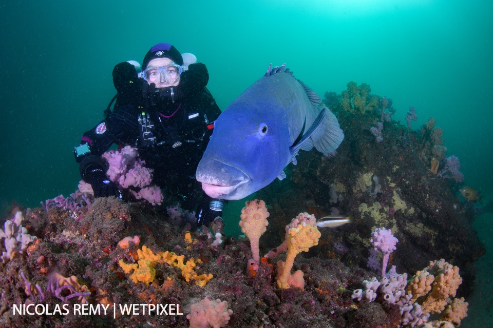Sydney, Australia offers a wealth of amazing photographic opportunities. Nicolas &amp; Léna REMY share a gallery of stunning images that show just how good it is on Wetpixel Full Frame:  wetpixel.com/full_frame/nic…