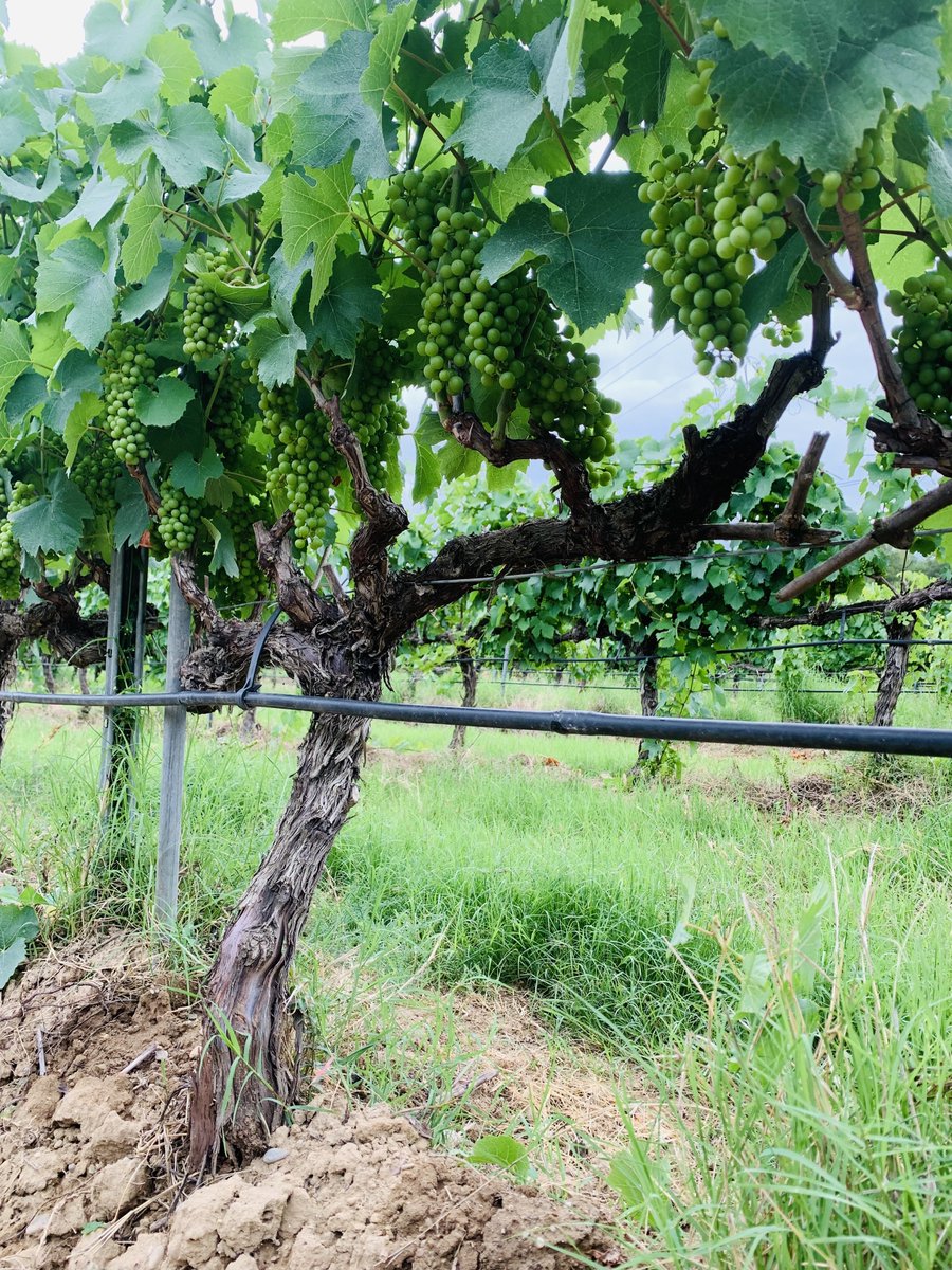 Bodega Otto Bestué tweet media