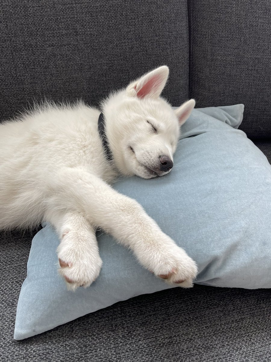 Má ég kynna Svala❤️ Hann er vinnufélagi minn og besti strákurinn.